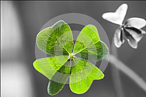 Four Leaf Clover