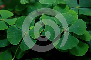 four leaf clover photo