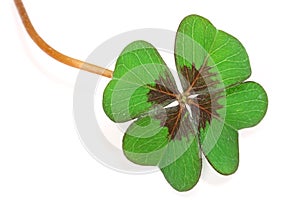 Four leaf clover