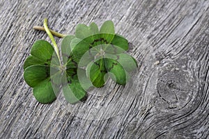 Four leaf clover