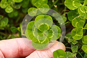 Four leaf clover.