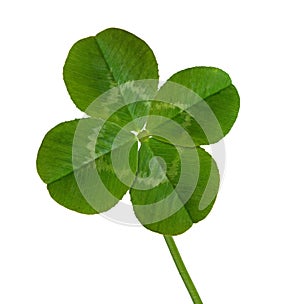 Four Leaf Clover