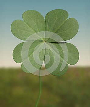 Four leaf clover photo