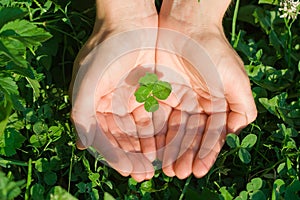 Four leaf clover photo