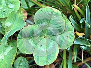 Four-leaf clover as a symbol of happiness, Buchberg