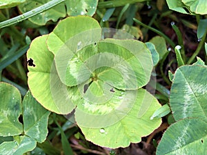 Four-leaf clover as a symbol of happiness, Buchberg