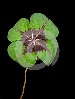 Four-leaf clover on a black background photo