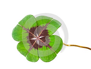 Four-leaf clover isolated in a white background photo