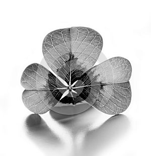 Four Leaf Clover Black and White