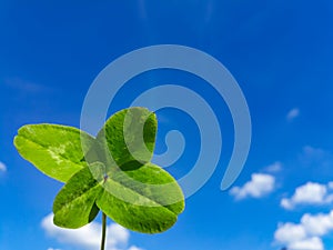 Four-leaf clover, blue sky