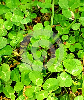 Four leaf clover definitely making itself noticable photo