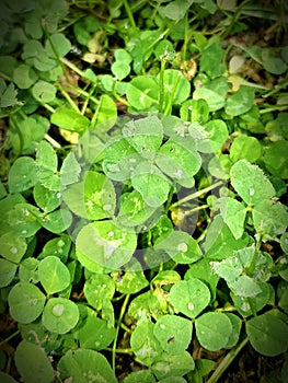 Four leaf clover definitely making itself noticable