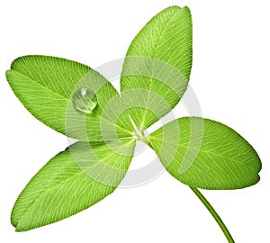 Four leaf clover with dew drop