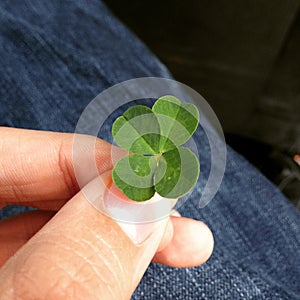 Four-leaf clover