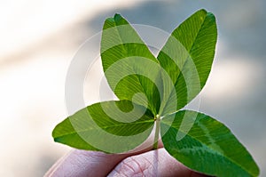 Four-leaf clover for good luck, hapiness