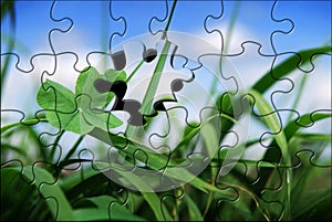 Four leaf clover in grass jigsaw