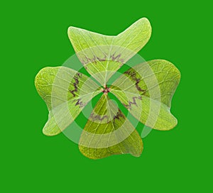 Four leaf clover  on green background