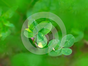 Four leaf clover in green grass