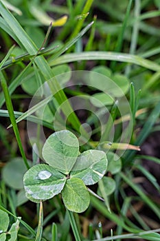 A four-leaf clover on the green meadow