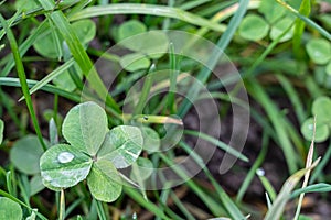 A four-leaf clover on the green meadow