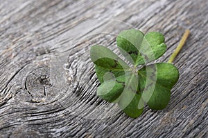 Four leaf clover photo