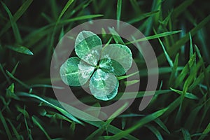 Four leaf clover growing in green grass, lucky charm and good luck concept