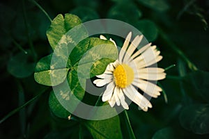 A four-leaf-clover grows besides a white daisy blossom on green meadow in dark matte light mood