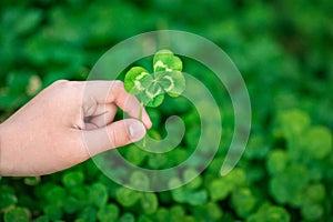 Four-leaf clover in hand on a background of green clover field