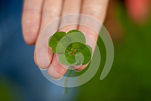 Four leaf clover held in hand