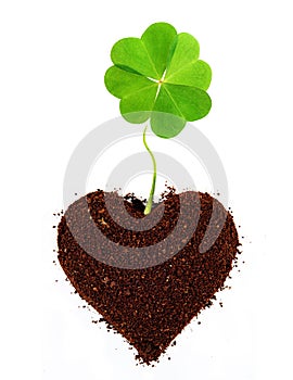 Four-leaf clover isolated