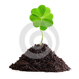 Four-leaf clover isolated