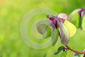Four leaf clover isolated on green background.