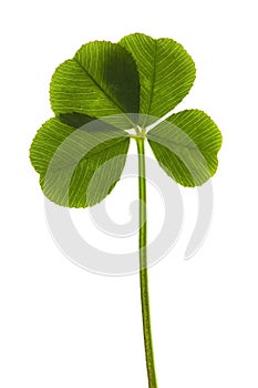 Four Leaf Clover isolated on the white background