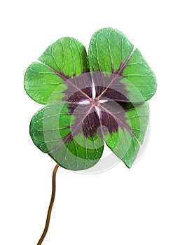 Four-leaf clover isolated in a white background photo