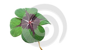 Four-leaf clover isolated in a white background photo