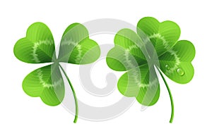 Four leaf clover isolated on white. Vector illustration