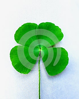 Four leaf clover of love hope faith and luck