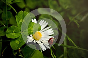 four-leaf-clover lucky charm with white daisy blossom and ladybug in dreamy scenery on natural meadow