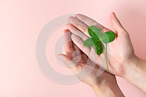 A four leaf clover in male`s hands on pink background. Good for luck or St. Patrick`s day. Shamrock, symbol of fortune, happines