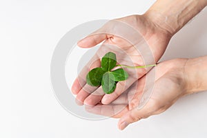 A four leaf clover in male`s hands on white background. Good for luck or St. Patrick`s day. Shamrock, symbol of fortune, happine