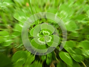Four leaf clover motion blur