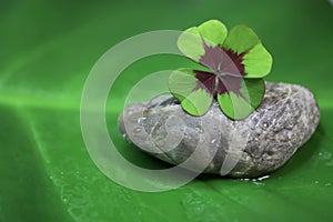 Four leaf clover - natural green background