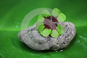 Four leaf clover - natural green background