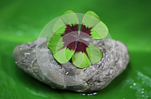 Four leaf clover - natural green background