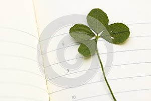 Four Leaf Clover and New Day