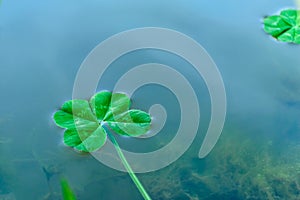 Four Leaf Clover over water 2