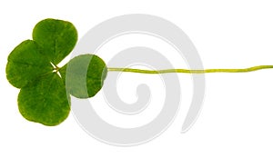 Four-leaf clover. A plant with 4 leaves. A symbol of luck, happi