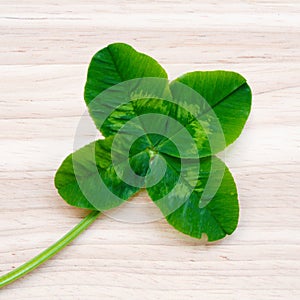 Four-leaf clover. A plant with 4 leaves. A symbol of luck, happi