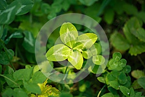 Four-leaf clover. A plant with 4 leaves. A symbol of luck, happi