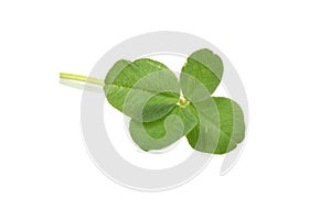 Four-leaf clover plant closed up isolated on white